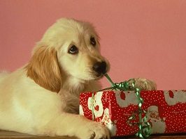 KDT Christmas Hampers for your Dog