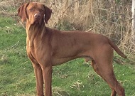 Vicky Fowler and Rubeun, the Hungarian Vizsla
