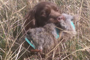 Gift Certificate for Gundog Puppy Training Course