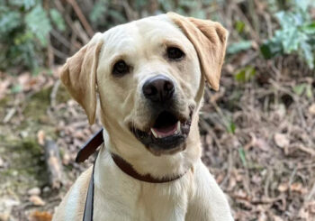 Kelly Amanda and Marley, the Labrador