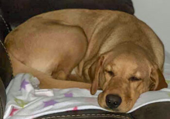 Emma Farn and Luna, the Labrador