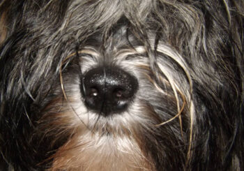 Debbie Summers and Maggie, the Tibetan Terrier Tetsimi