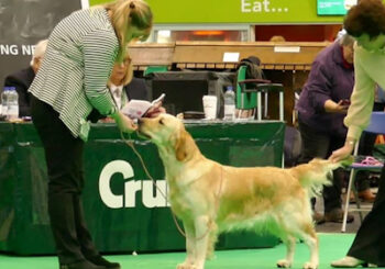 Lesley Layland and Betty, the Golden Retriever