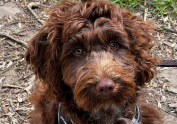 Deborah McAleer and Ted, the Cockerpoo