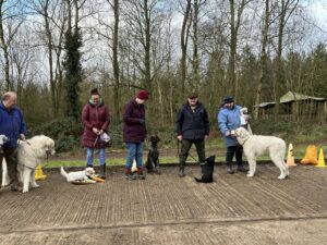 A group of five dogs and their owners at an outdoor dog training class.