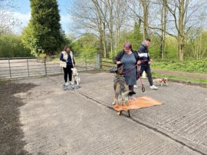 A group of three dogs and their owners at an outdoor dog training class.