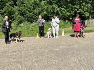 Group of three dogs and their owners at a dog training class