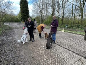 A group of four dogs and their owners at an outdoor dog training class.