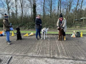 A group of three dogs and their owners at an outdoor dog training class.