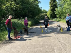 A group of four dogs and their owners at an outdoor dog training class.