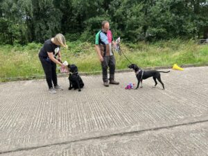 A group of two dogs and their owners at an outdoor dog training class.