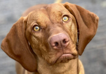 Kath Lodge and Lara, the Hungarian Vizsla