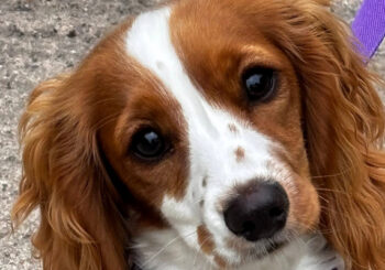 Janice Sargisson and Bella, the Spaniel